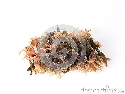 Irish Moss - Carrageen Moss â€“ Musgo de Irlanda. Stock Photo